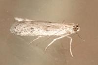 Phycitodes
