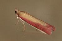 Oncocera semirubella