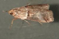 Acrobasis tumidana