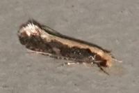 Monopis crocicapitella