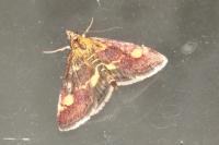 Pyrausta aurata