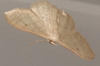 Idaea straminata