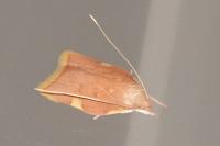 Carcina quercana