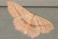 Scopula imitaria