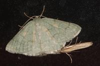 Pseudoterpna pruinata