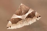 Dysgonia algira