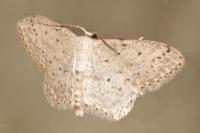 Idaea seriata