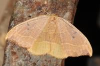 Watsonalla binaria