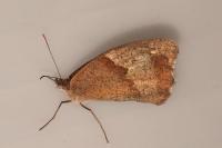 Maniola jurtina