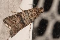 Dioryctria
