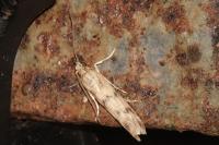 Homoeosoma sinuella