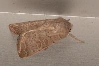 Hoplodrina ambigua