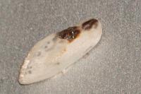 Cilix glaucata
