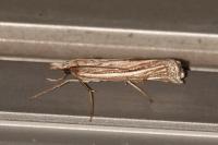 Ancylolomia tentaculella