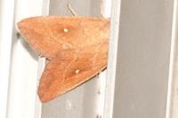 Mythimna albipuncta