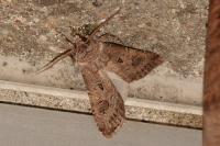 Agrotis bigramma