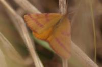 Lythria purpuraria