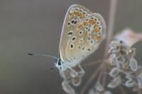Polyommatus icarus