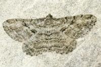 Peribatodes rhomboidaria