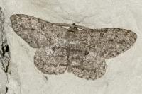 Hypomecis punctinalis