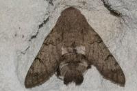 Macroglossum stellatarum