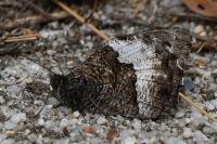 Hipparchia fagi