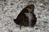 Hipparchia fagi
