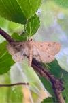 Parapoynx stratiotata