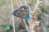 Polyommatus icarus