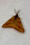 Lythria purpuraria