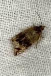 Orthotaenia undulana
