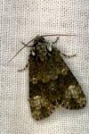 Craniophora ligustri