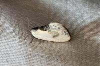 Cilix glaucata