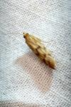 Homoeosoma sinuella