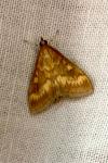 Ostrinia nubilalis