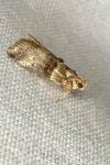 Acrobasis tumidana