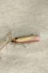 Oncocera semirubella