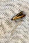 Coleophora