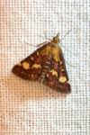 Pyrausta aurata