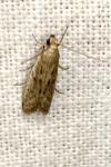 Hofmannophila pseudospretella