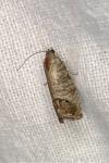 Cydia pomonella