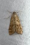 Parapoynx stratiotata