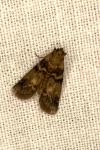 Euzophera pinguis