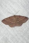 Scopula rubiginata