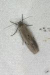 Pelosia muscerda