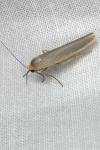 Manulea complana