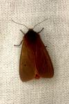 Phragmatobia fuliginosa