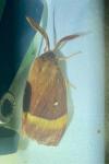 Lasiocampa trifolii