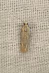 Eccopisa effractella