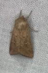 Mythimna albipuncta